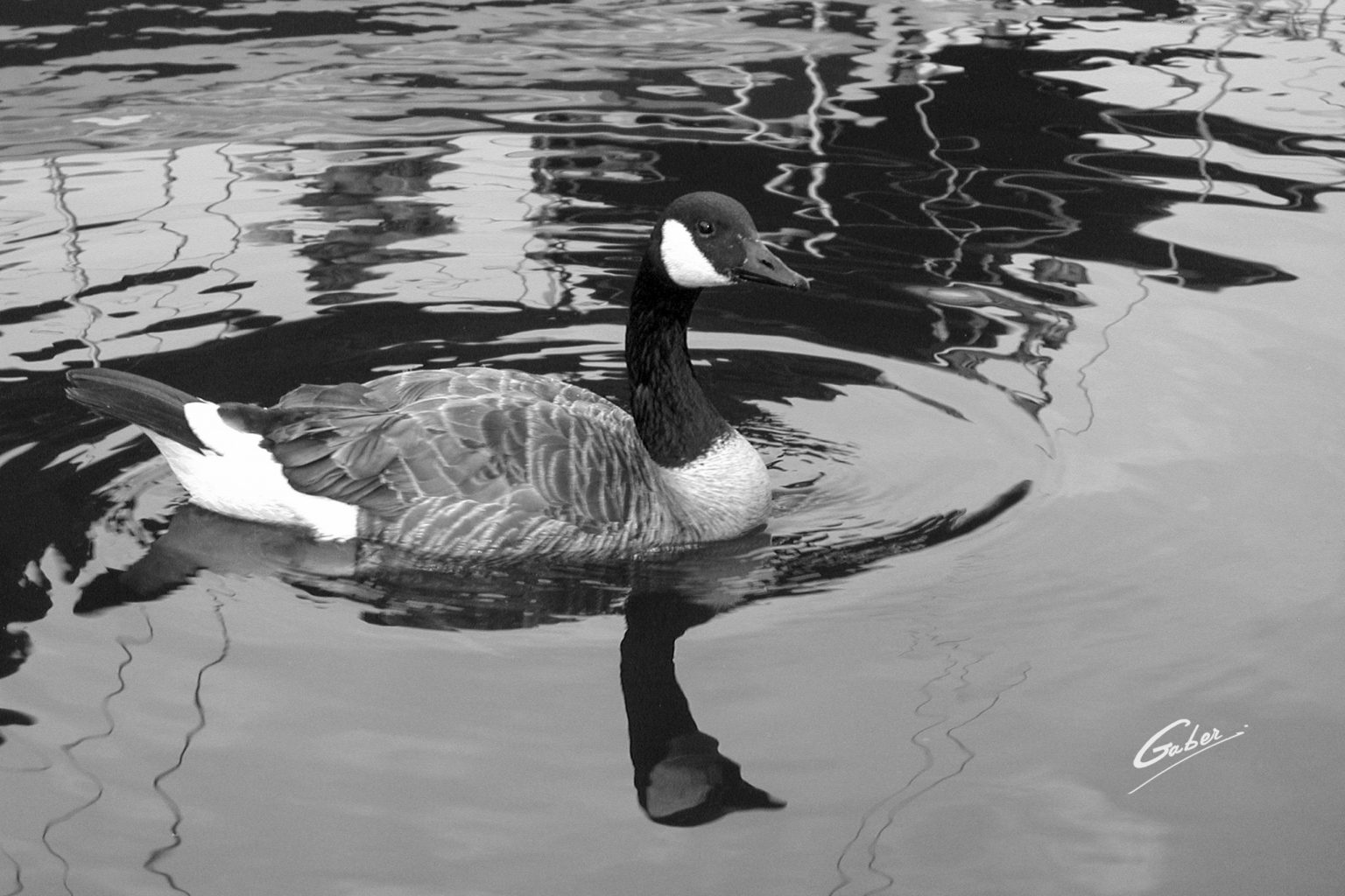Canada Geese  01