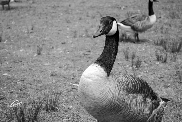 Canada Geese  06
