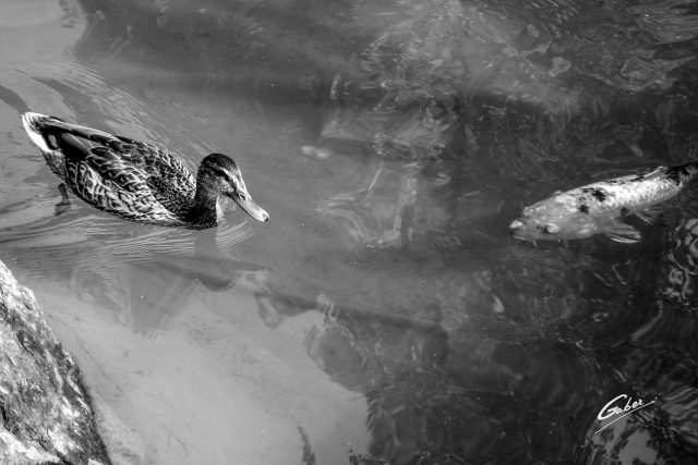 Ducks  08
