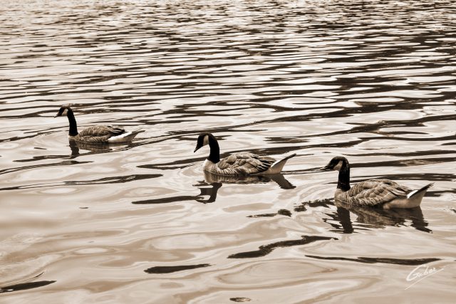 Canada Geese  02