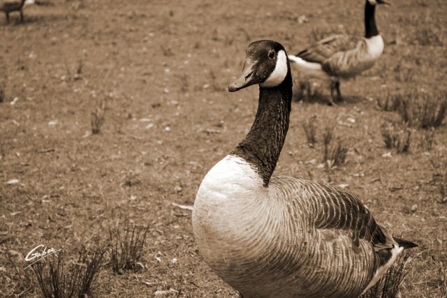 Canada Geese  06