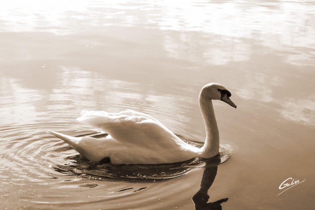 Swan  09