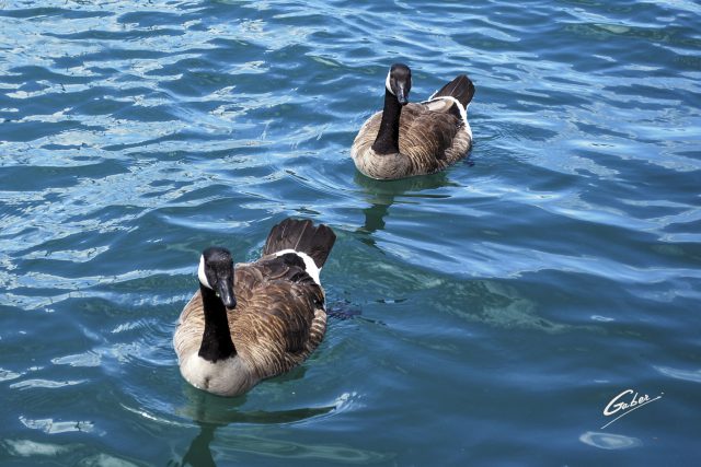 Canada Geese  10