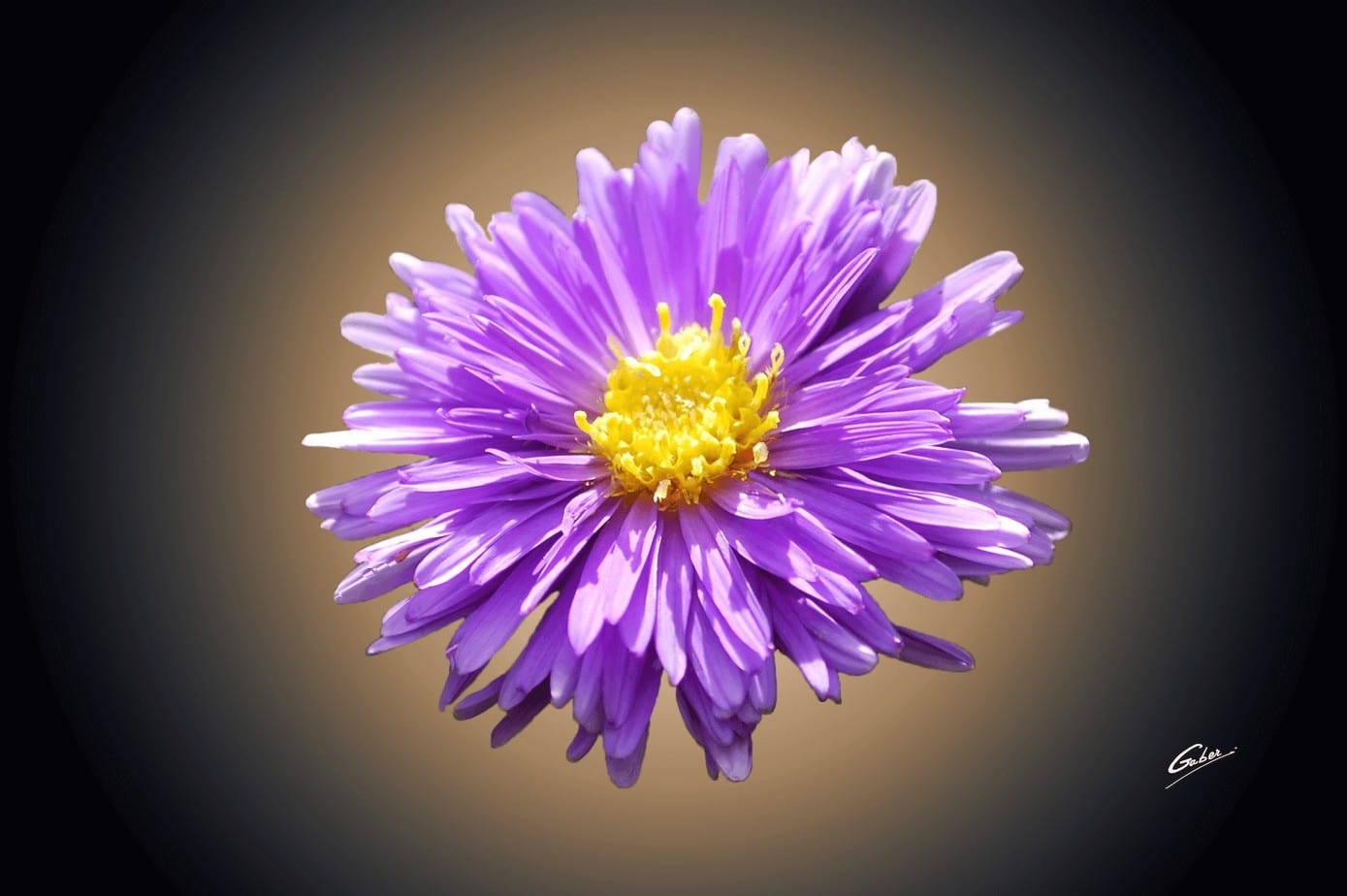 Asters 01