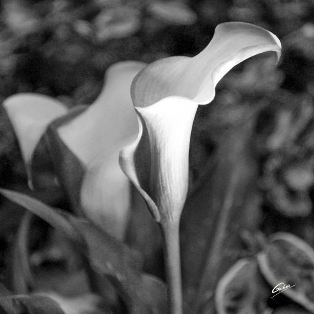 Calla Lilies bloom 02