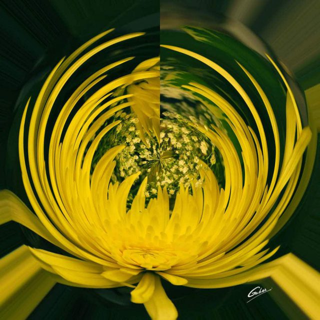 Chrysanthemum Bloom 02