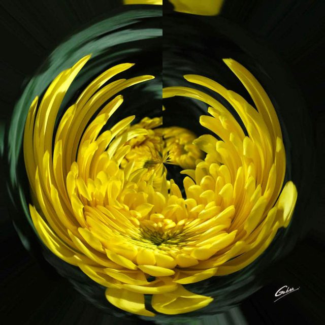 Chrysanthemum Bloom 06