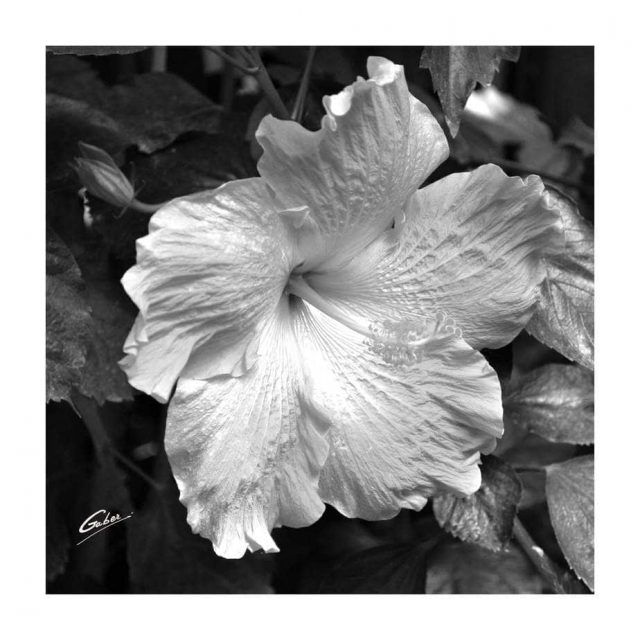 Hibiscus Bloom 01