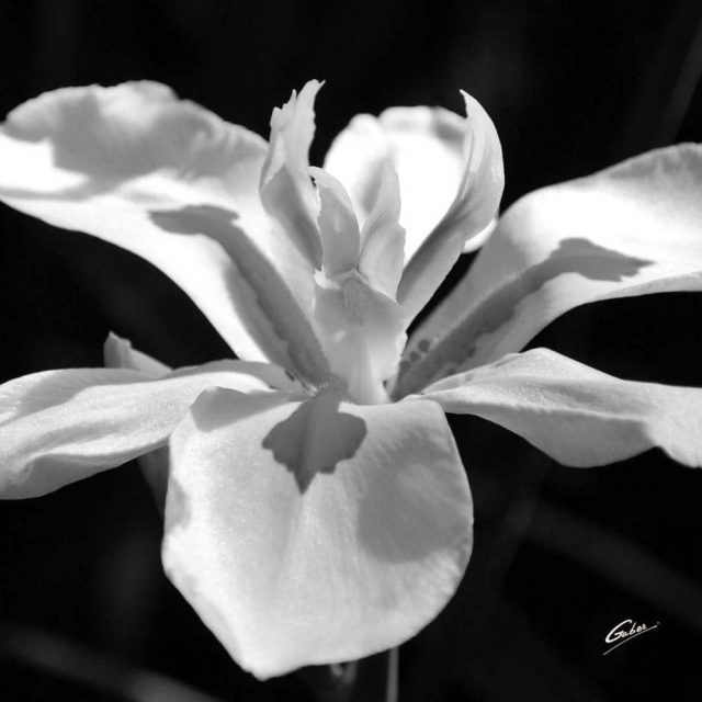 Iris Bloom 05