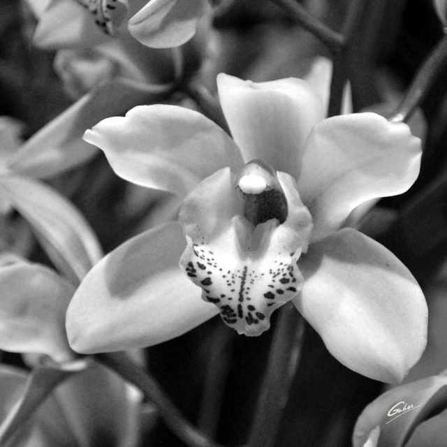 Orchid Cymbidium 05