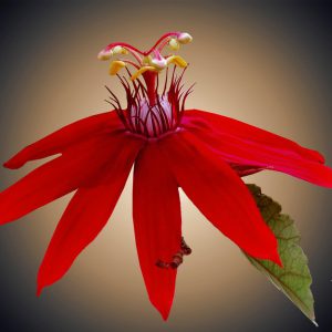 Passion Flower (Passiflora) 01
