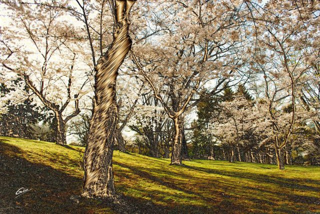 Spring Scenes Japanese Cherry trees High Park Toronto 29