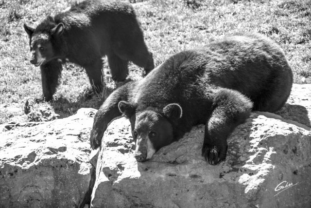 American Black Bear(Ursus Americanus Pallas) 11
