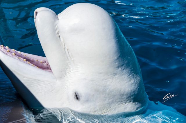 Beluga Whales(Delphinapterus leucas) 2019  01