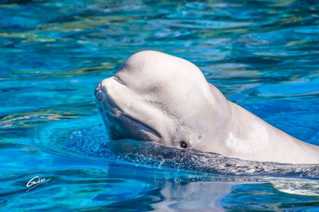 Beluga Whales(Delphinapterus leucas) 2019  04