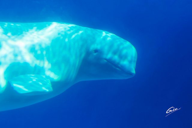 Beluga Whales(Delphinapterus leucas) 2019  13