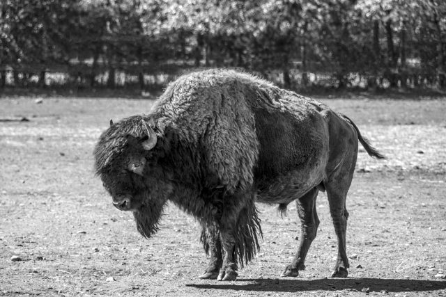 Buffalo (Bison bison) 01