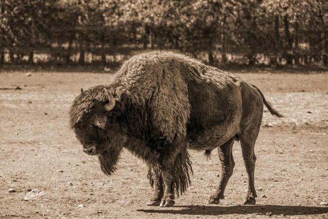 Buffalo (Bison bison) 01