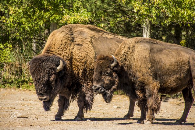 Buffalo (Bison bison) 02