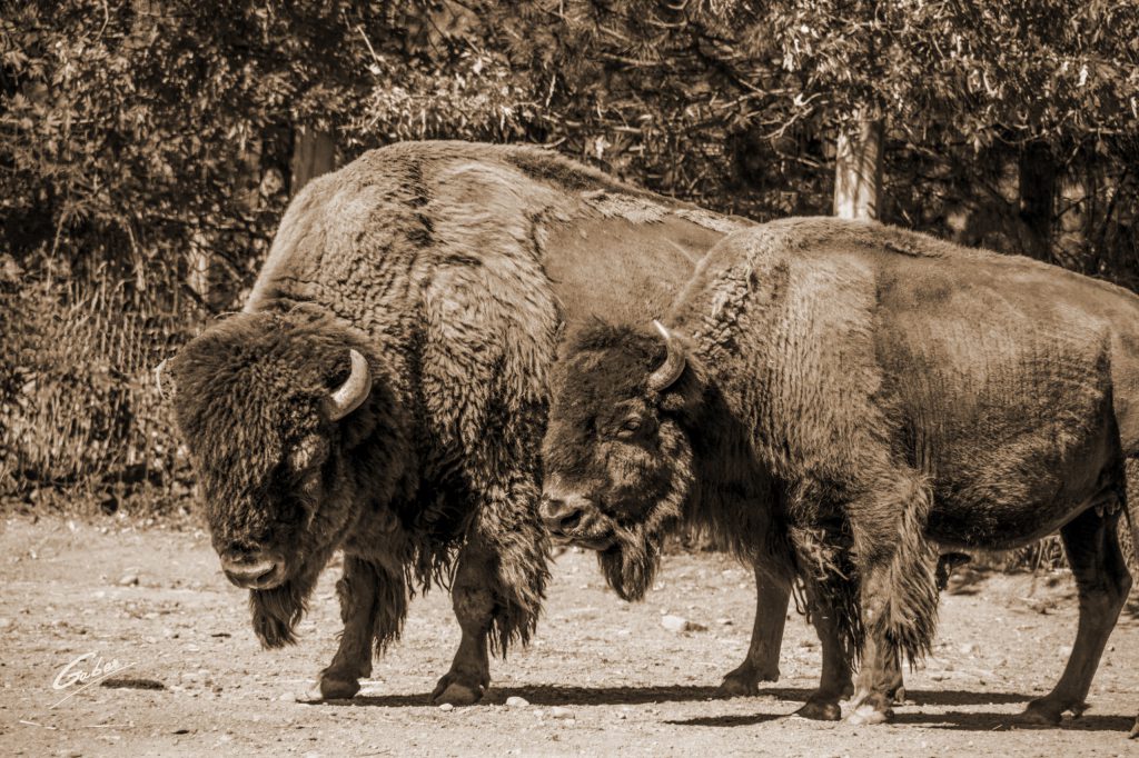 Buffalo (Bison bison) 02