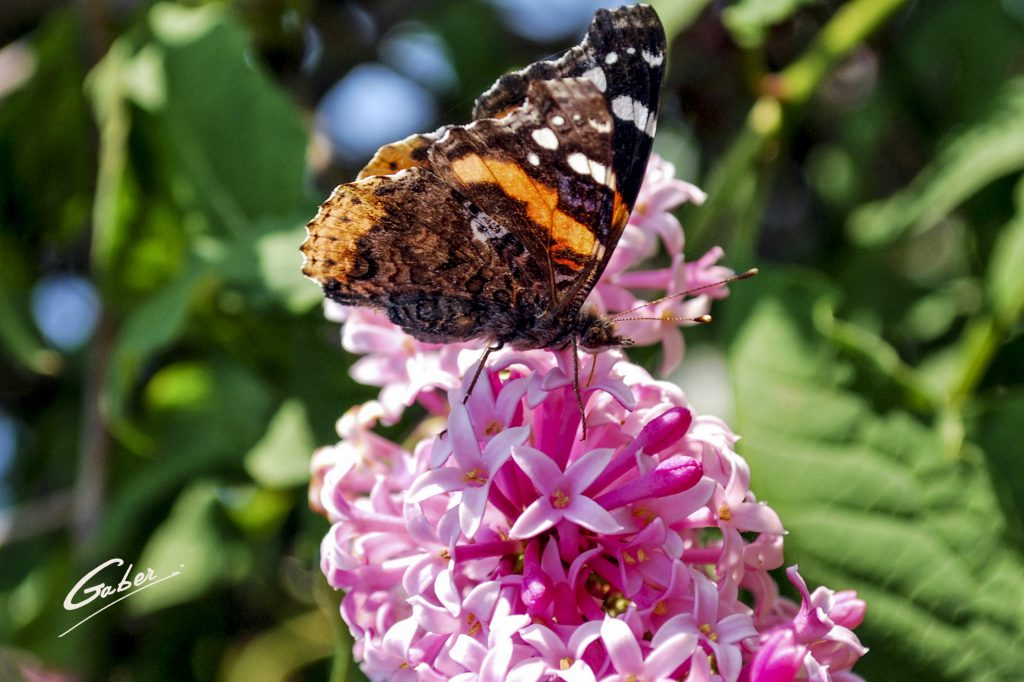 Butterfly Red Admiral 01