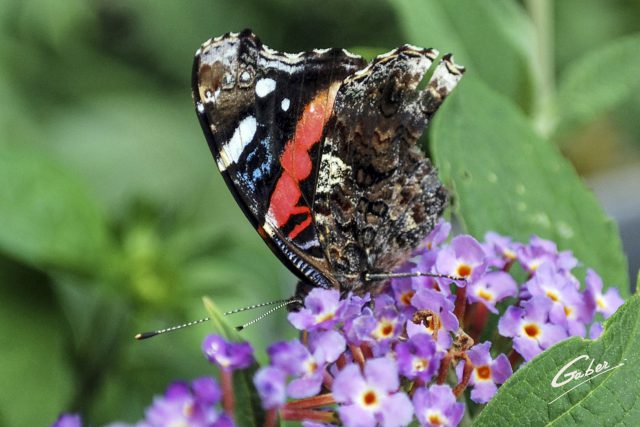 Butterfly Red Admiral 05