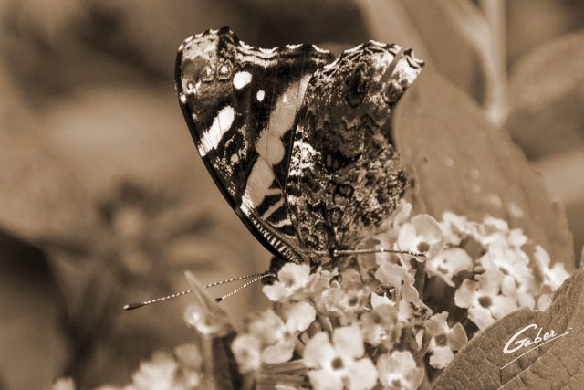 Butterfly Red Admiral 05