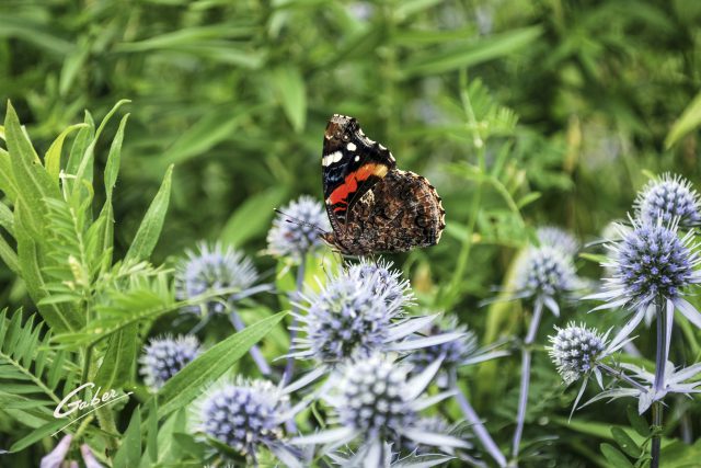 Butterfly Red Admiral 07