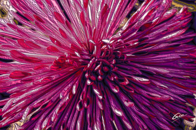 Chrysanthemum Quill 2020 02