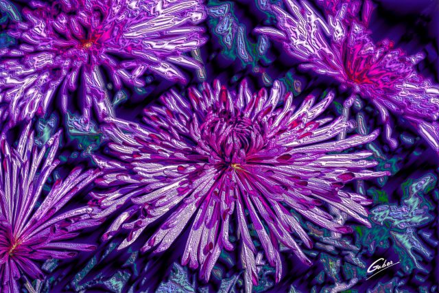 Chrysanthemum Quill 2020 07