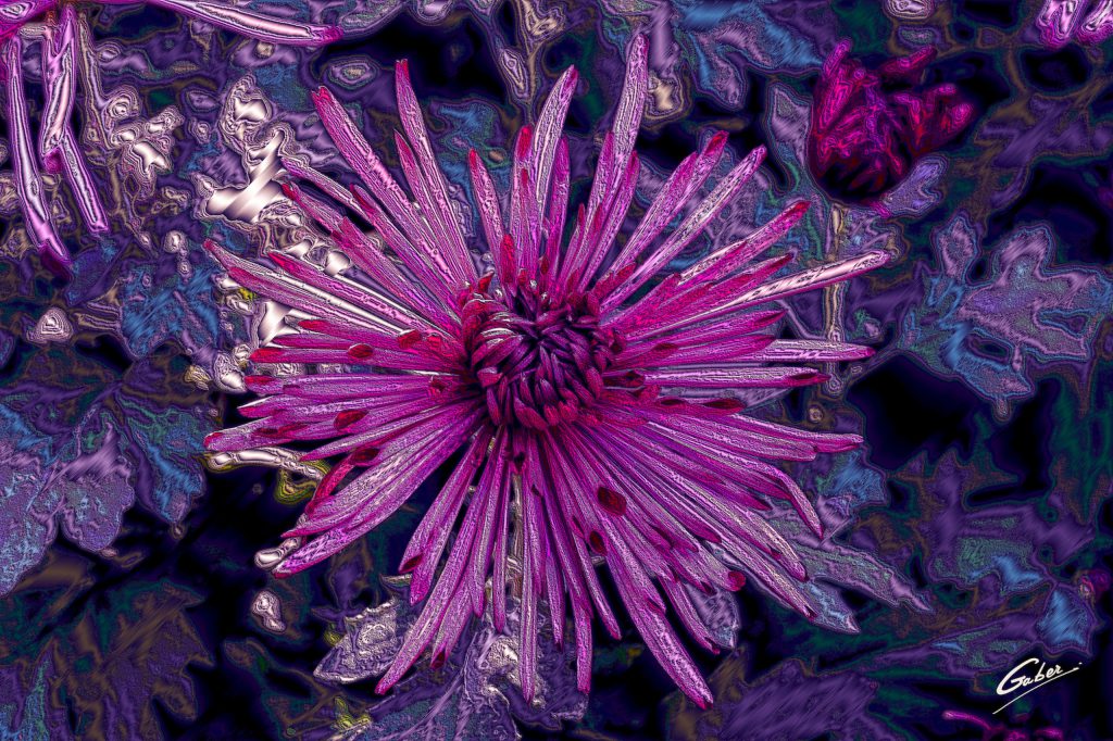 Chrysanthemum Quill 2020 09