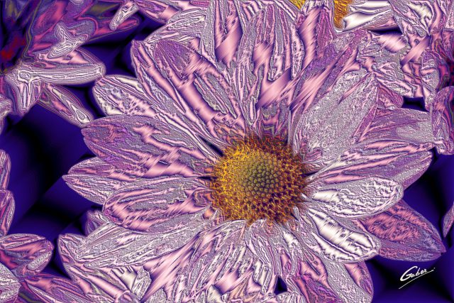Chrysanthemum Rhumba 2020 03