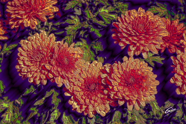 Chrysanthemum grandiflorum 2020 01