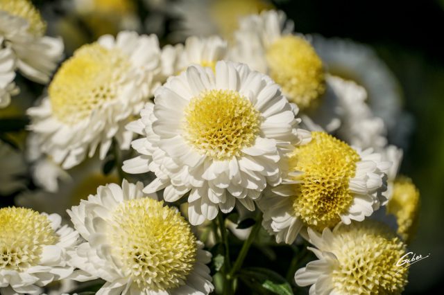 Chrysanthemum indicum 2020 05