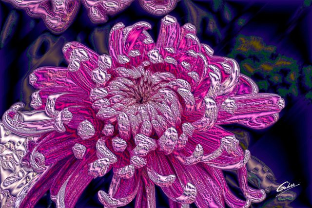 Chrysanthemum morifolium 2020 01