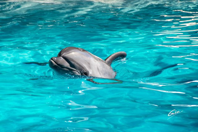 Dolphin(Delhinus delphis) 2019  05