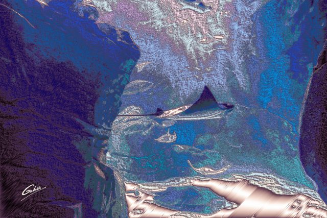 Manta ray (Manta birostris) 2021 01