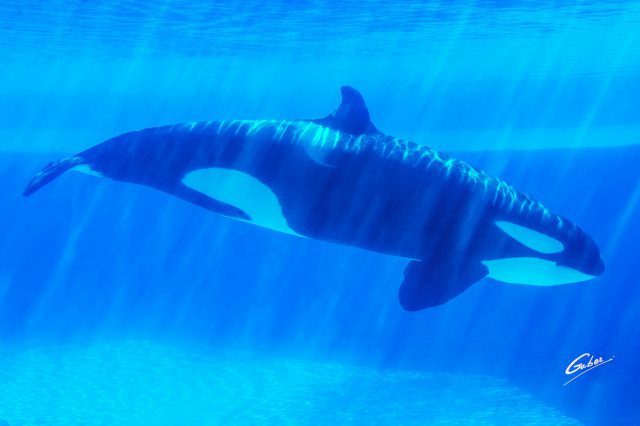 Orca Killer Whale(Oranus orca) 2019 01