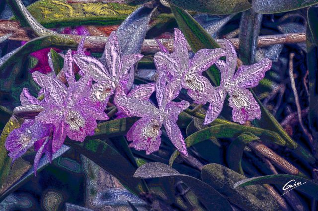 Orchids Cattleya 2020 02