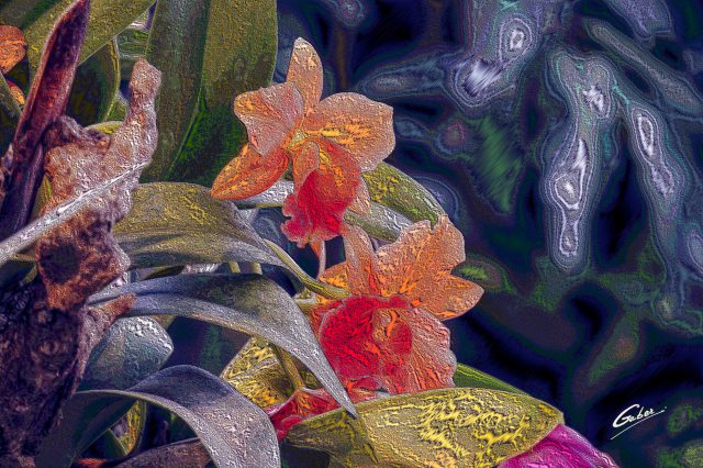 Orchids Cattleya 2020 03