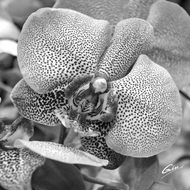 Orchid Phalaenopsis 02