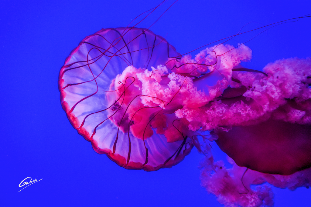 Pacific Sea Nettles (Chrysaora fuscescens) 2018 05