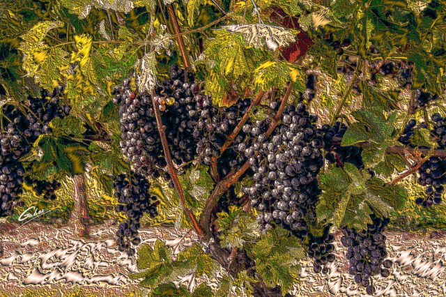 Red Grapes on wine tree 2018 02