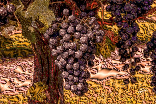 Red Grapes on wine tree 2018 04