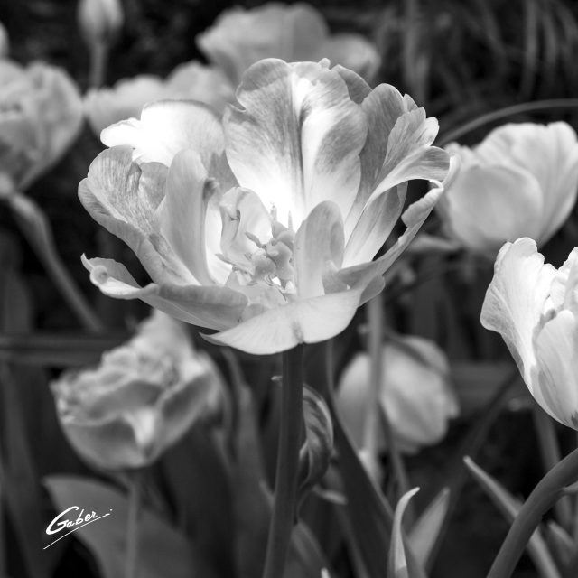 Tulips  Bloom 03