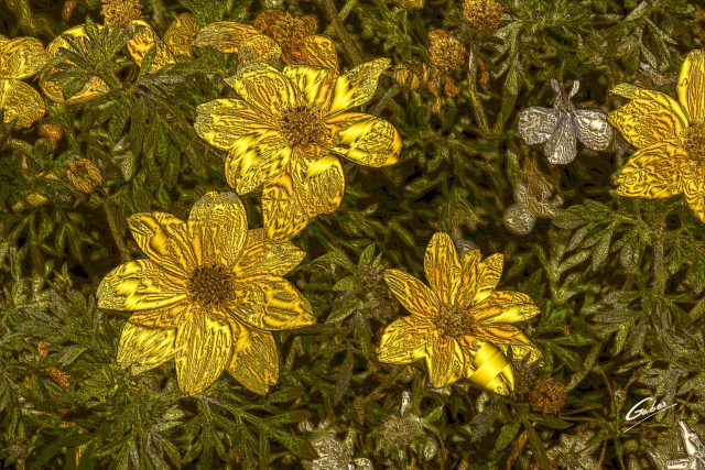 Bidens Bee Giant Yellow(Bidens ferulifolia) 2017 01