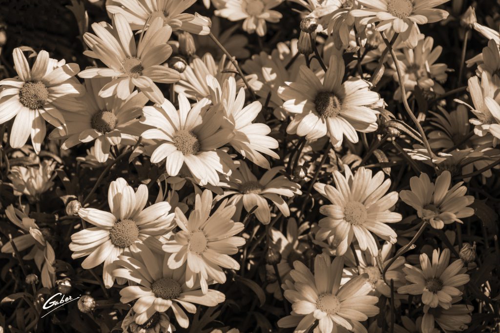 Marguerite Daisy (Argyranthemum) 01