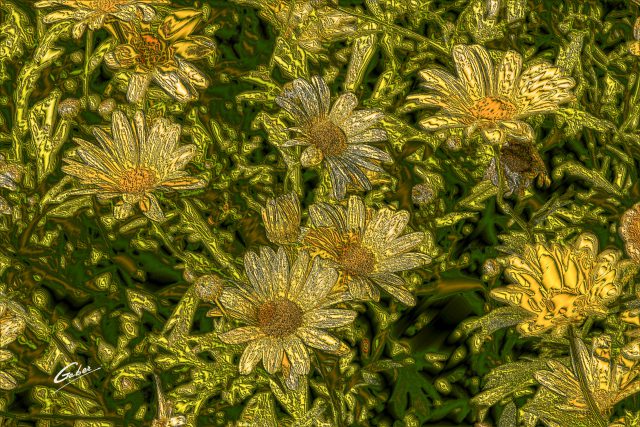 Marguerite Daisy (Argyranthemum) 2017 02