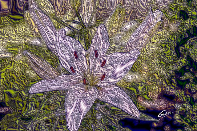 Belladona lily (Amarylis belladonna) 2018  01