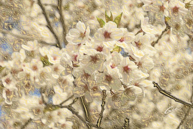 Cherry Blossoms (Prunus serrulata) 2011  05